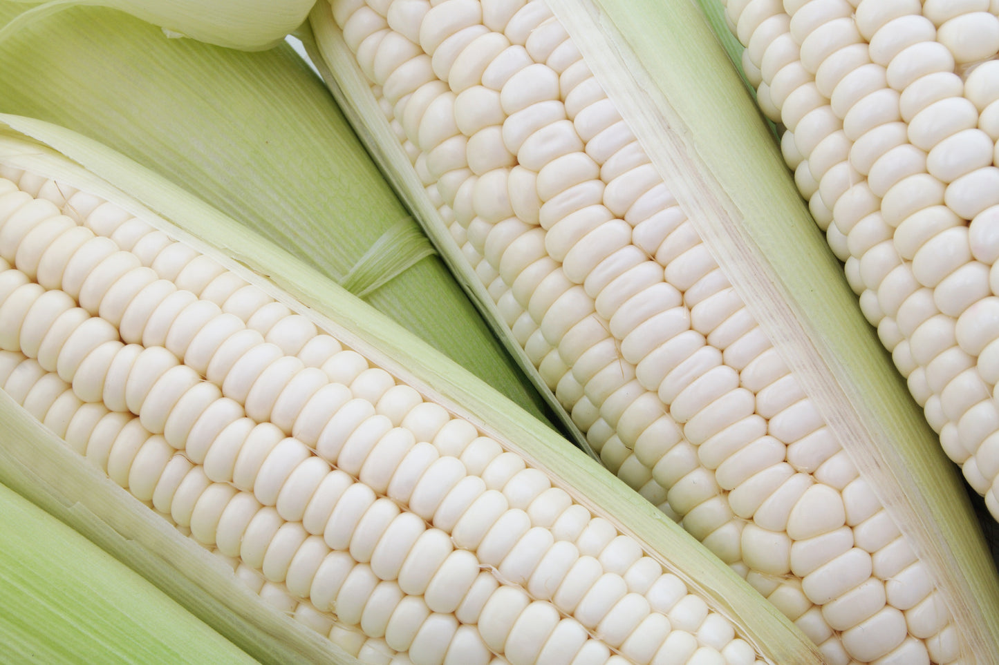 100 Country GENTLEMAN WHITE CORN Sweet Heirloom Zea Mays Vegetable Seeds