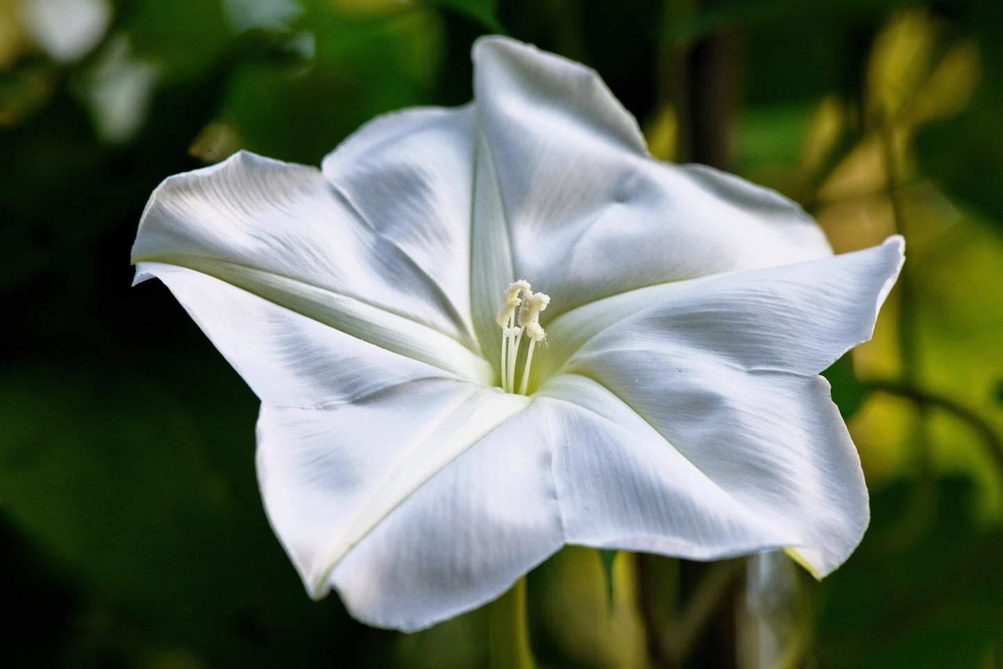 50 MOONFLOWER MORNING GLORY White Moon Flower Ipomoea Alba Flower Vine Seeds