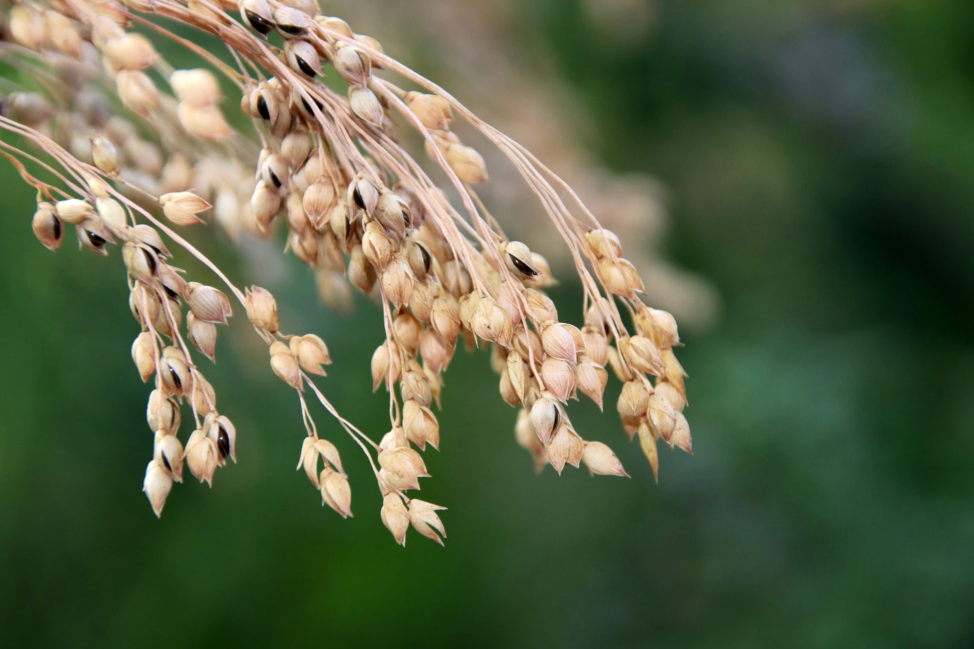 proso millet herbicide 200 PROSO MILLET White Common Panicum Miliaceum Ornamental Grass Veget – Seedville USA