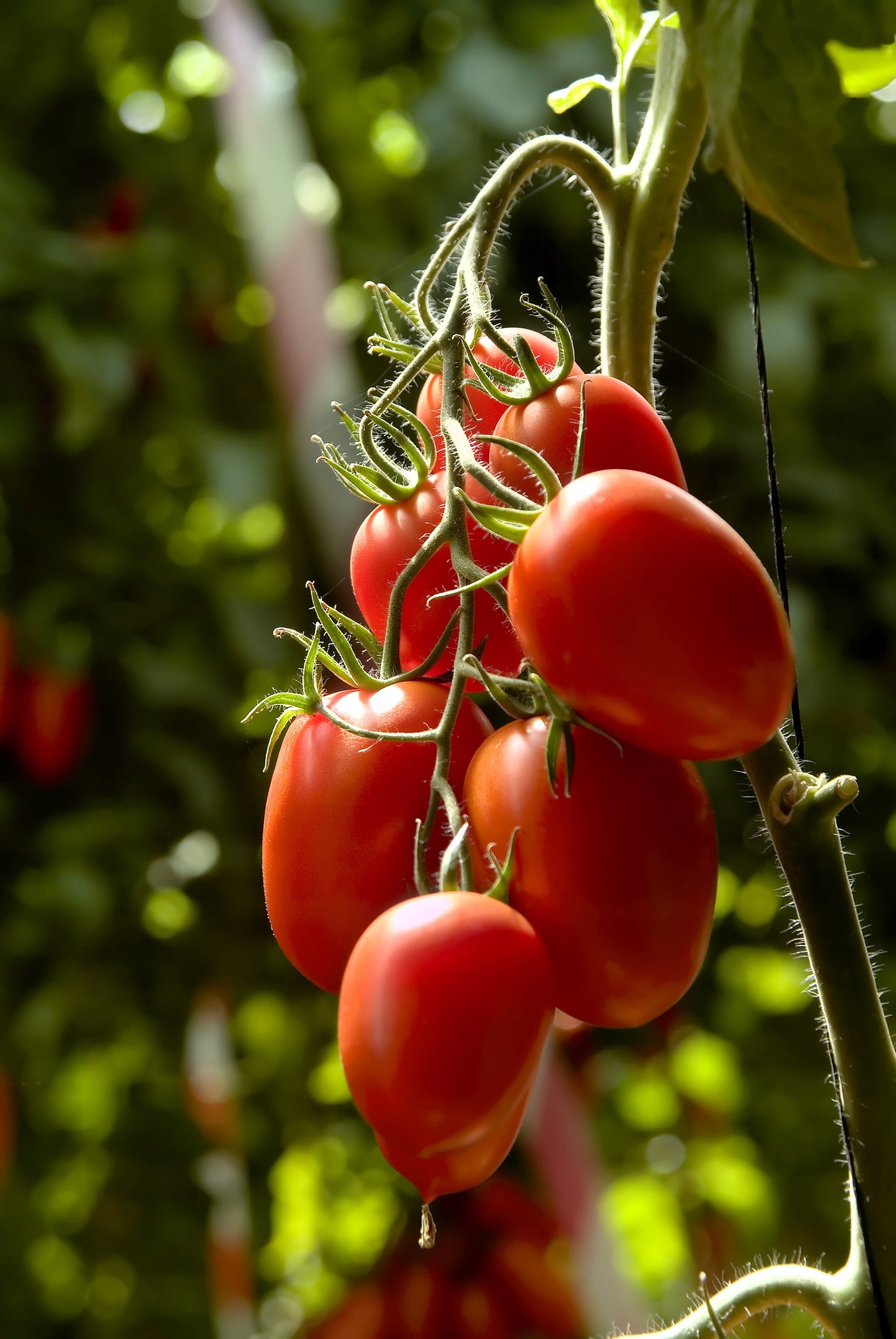 50 Organic AMISH PASTE TOMATO Red Heirloom Roma Type Lycopersicon Fruit Vegetable Seeds