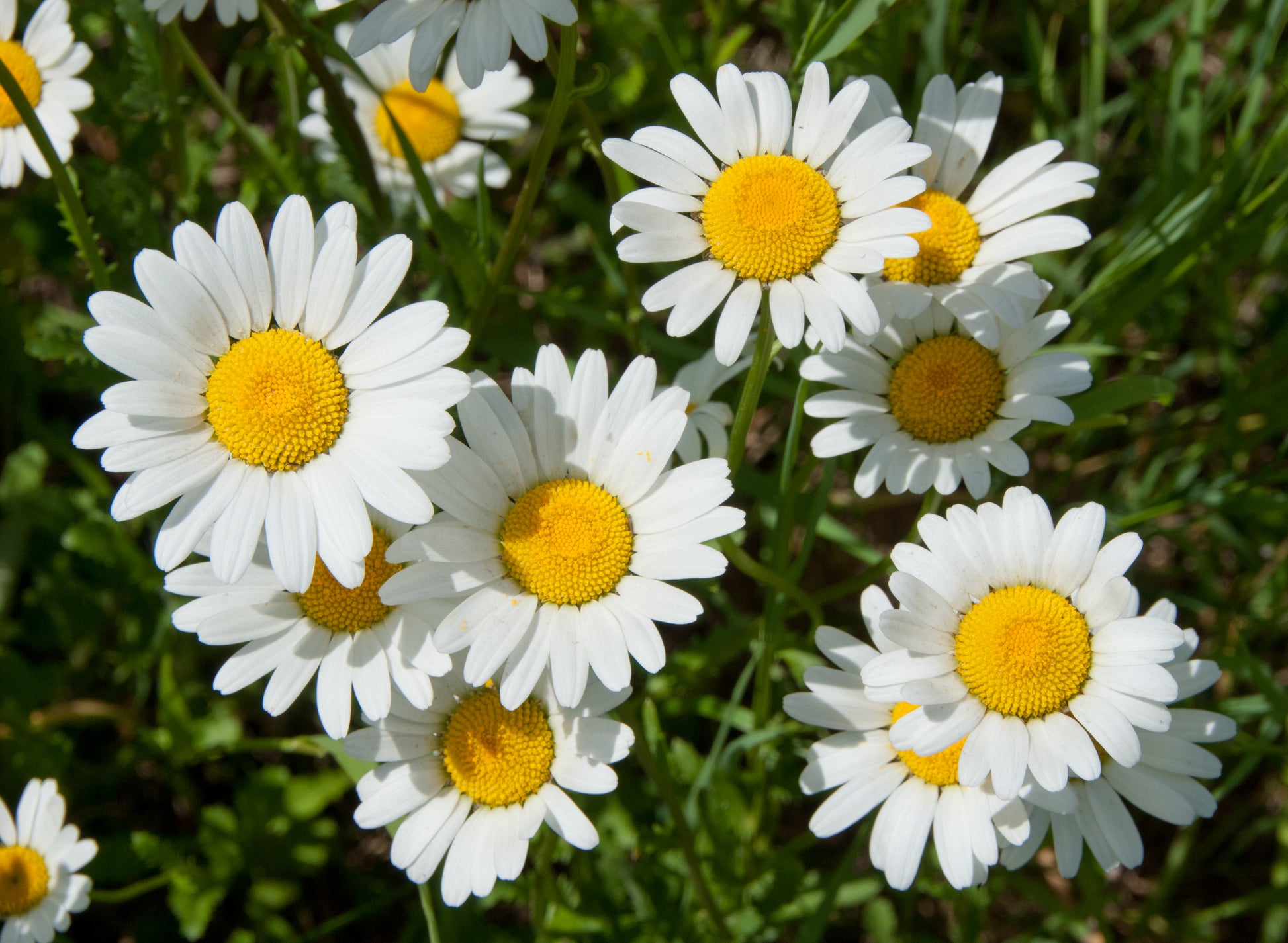 marguerite flower seeds 2000 OX EYE DAISY Marguerite Chrysanthemum Leucanthemum White Flower Seeds