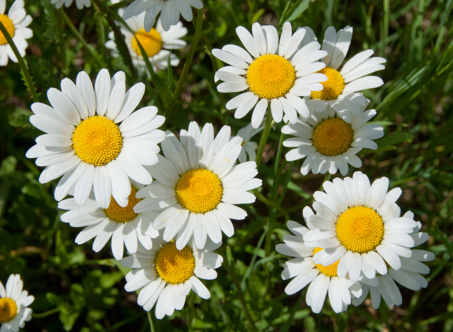 2000 OX EYE DAISY Marguerite Chrysanthemum Leucanthemum White Flower Seeds