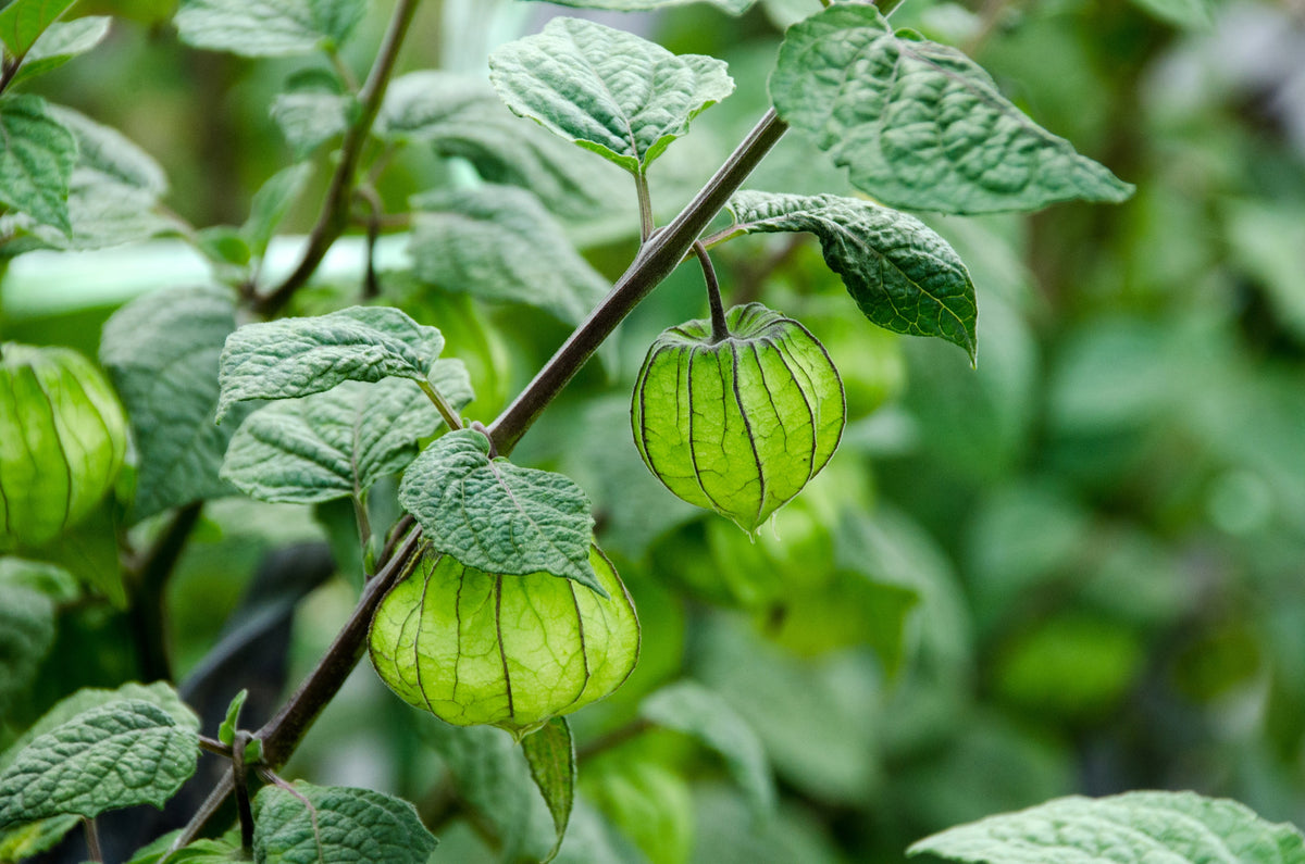 50 PERUVIAN GROUND CHERRY Physalis Peruviana Cape Gooseberry Fruit Veggie Seeds