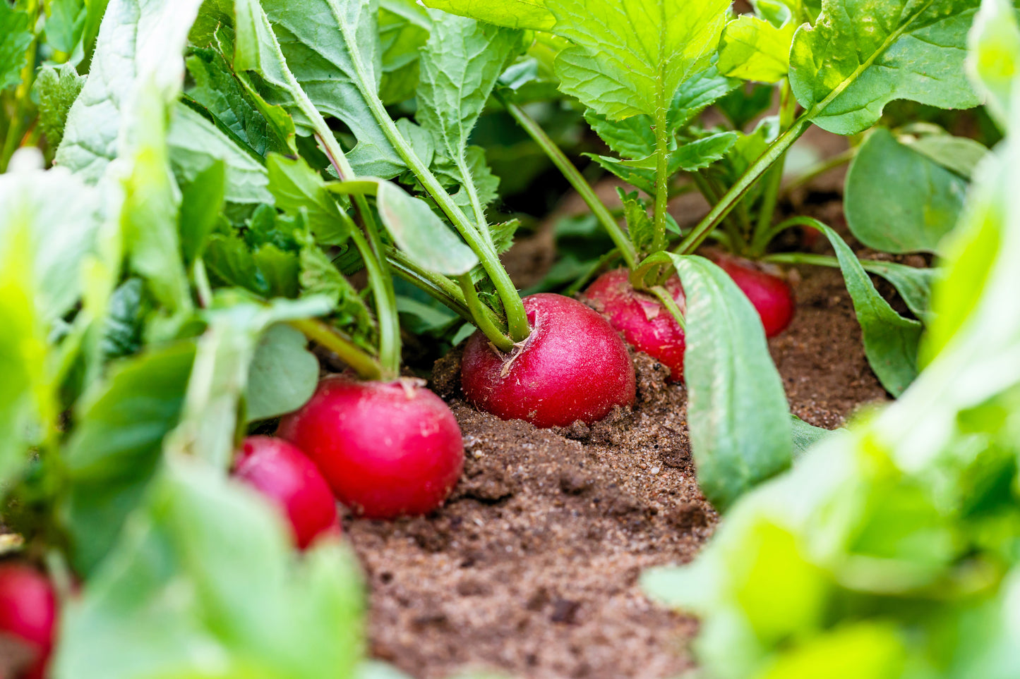 500 SPARKLER WHITE Tip RADISH Sweet European Red Raphanus Sativus Vegetable Seed