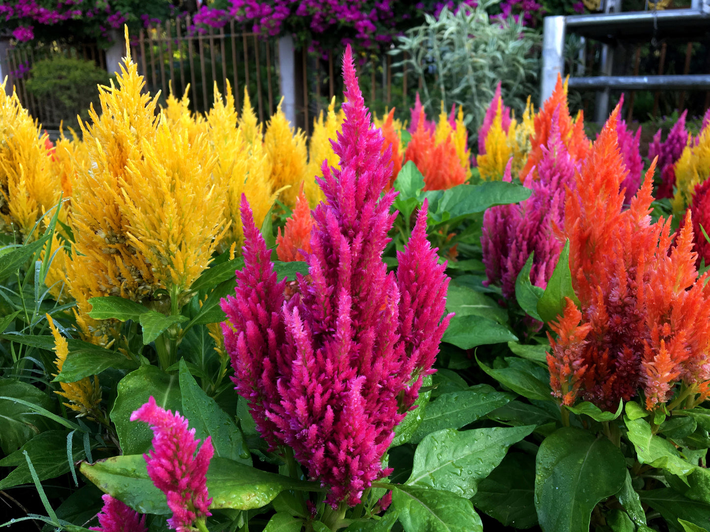 150 Mixed PAMPAS PLUMES COCKSCOMB Celosia Plumosa Flower Seeds