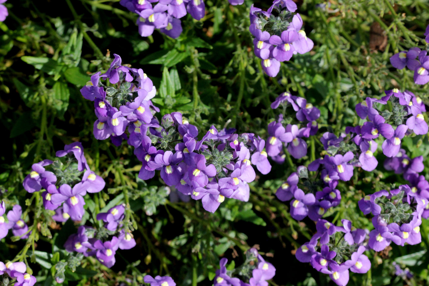 50 BLUE GEM NEMESIA Strumosa Flower Seeds