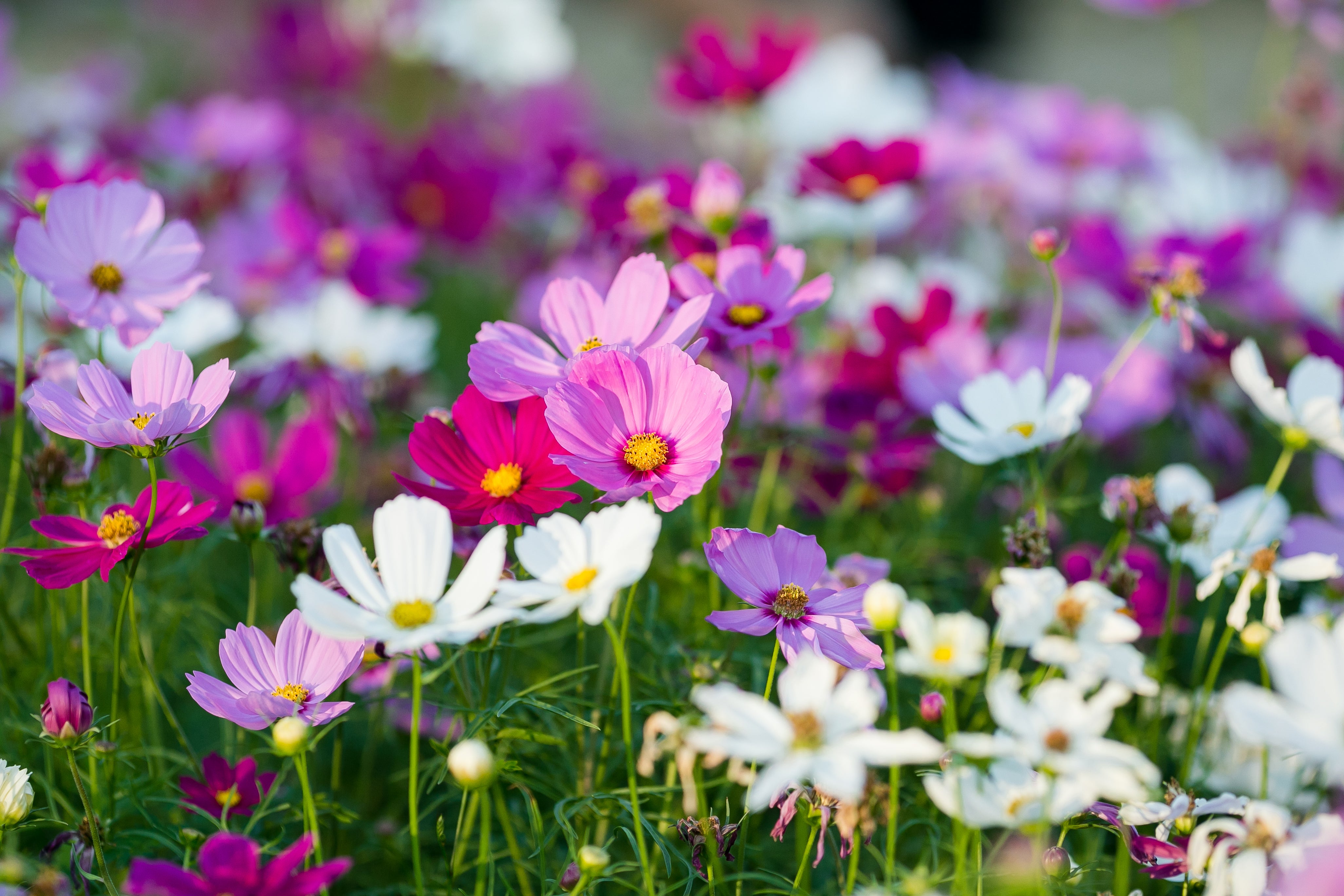 350 COSMOS SENSATION MIX Mixed Colors Cosmos Bipinnatus Flower