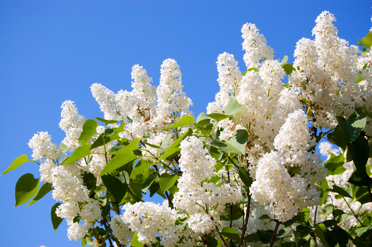 20 WHITE TREE LILAC Hummingbird Flower Fragrant Peking Syringa Pekinensis Seeds
