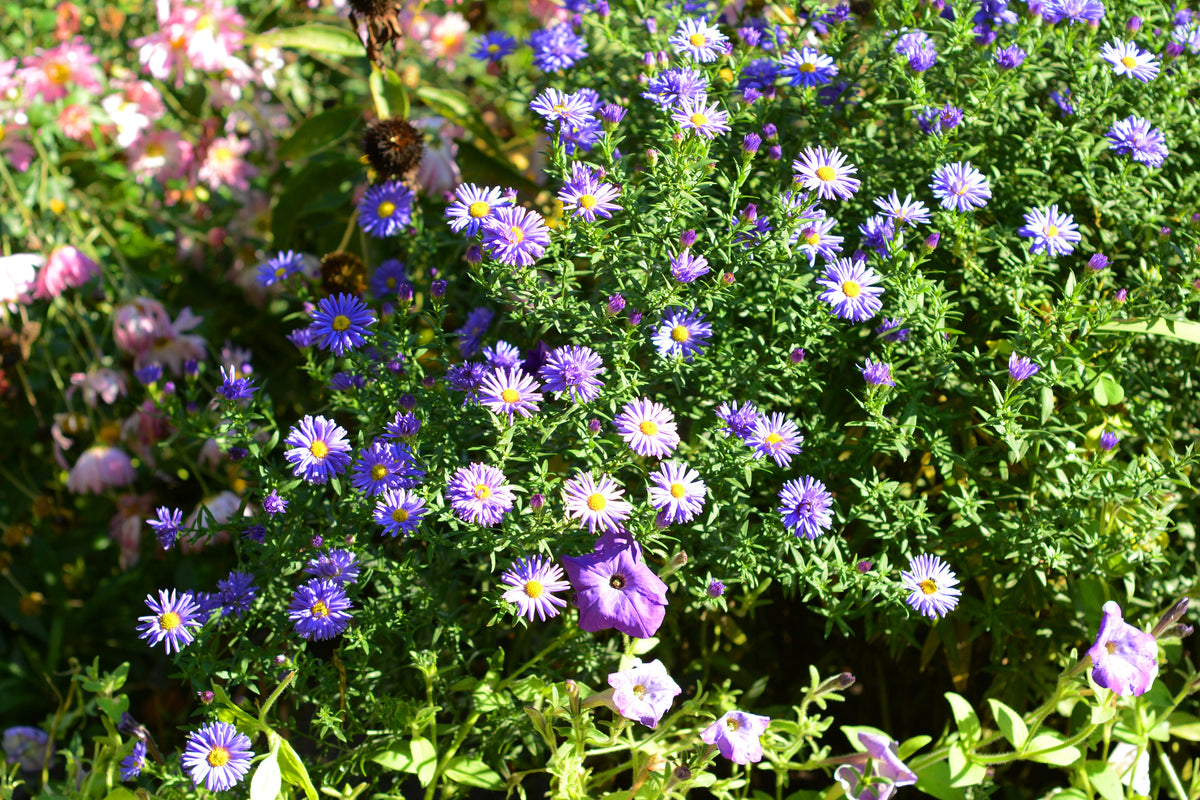 100 PURPLE Smooth Violet PRAIRIE ASTER Aster Tanacetifolia Tahoka Daisy Flower Seeds
