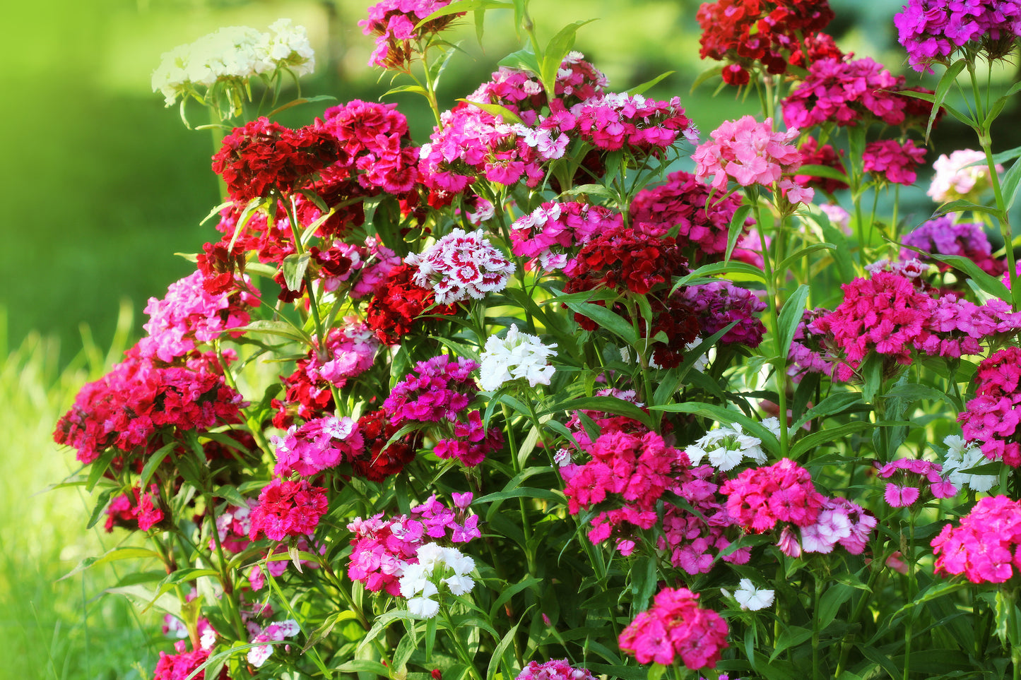 500 MIXED Colors SWEET WILLIAM Dianthus Barbatus Color Mix Red White Pink Bicolor Flower Seeds