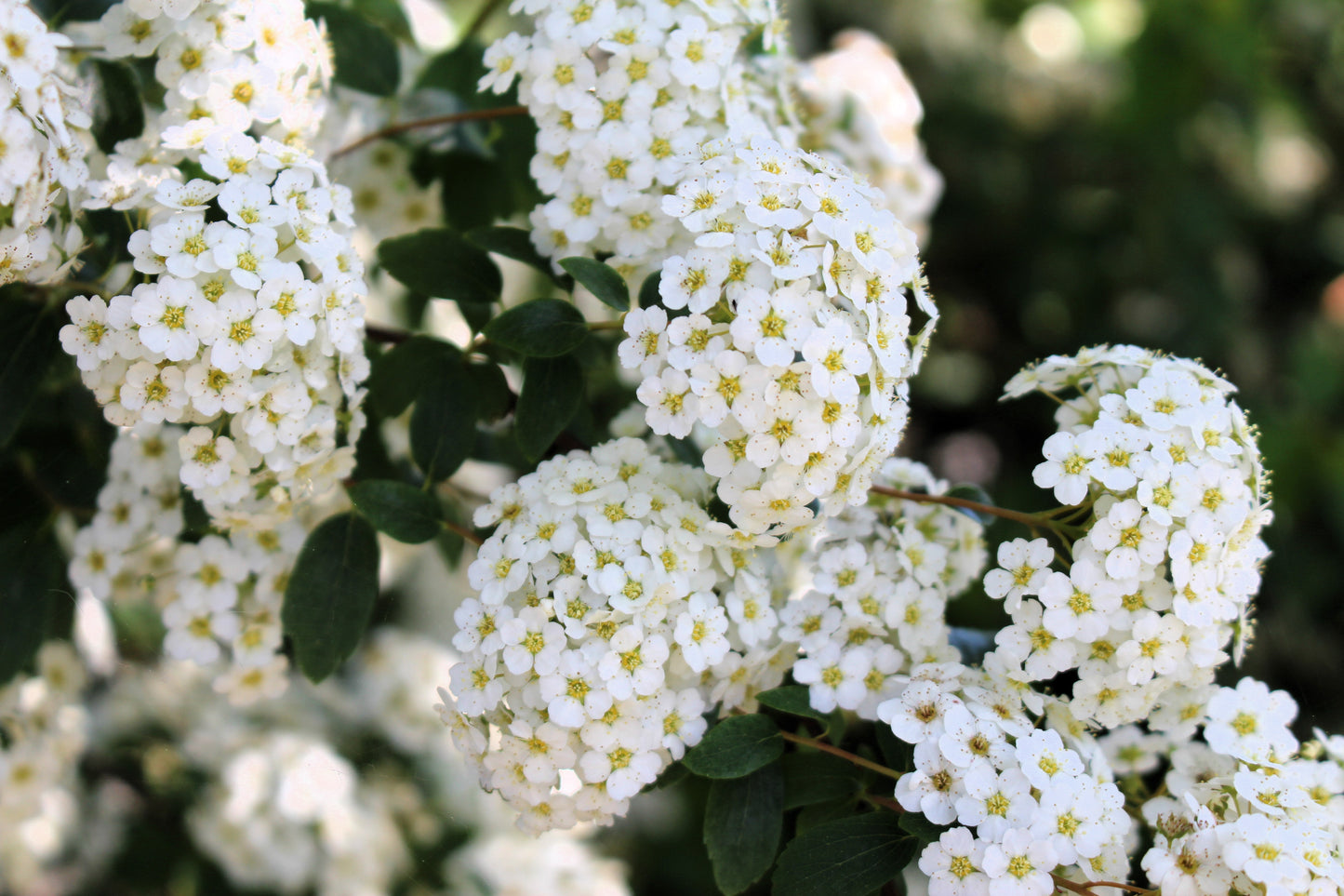 50 White CHINESE SPIREA Spiraea Chinensis Meadowsweet Flower Bush Shrub Seeds