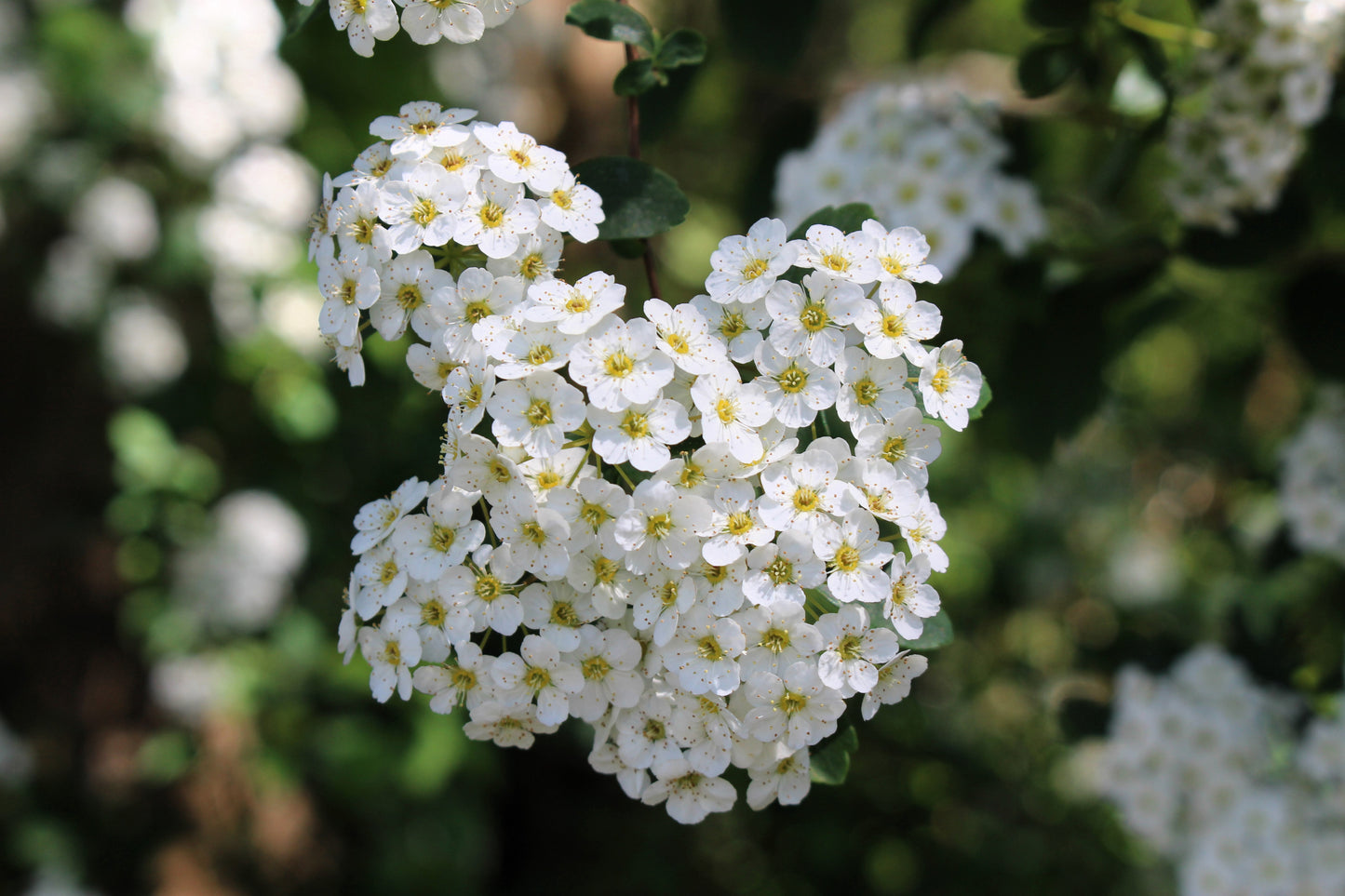 50 White CHINESE SPIREA Spiraea Chinensis Meadowsweet Flower Bush Shrub Seeds