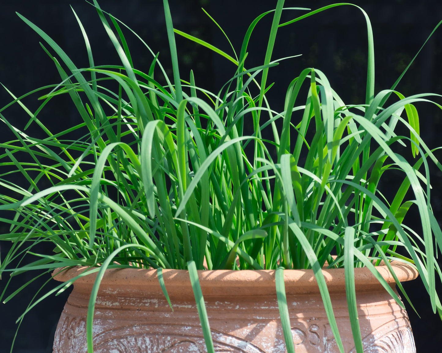 500 CHINESE LEEK (Oriental Garlic / Garlic Chives / Chinese Chives / Flat Chives) Allium Tuberosum Vegetable Seeds