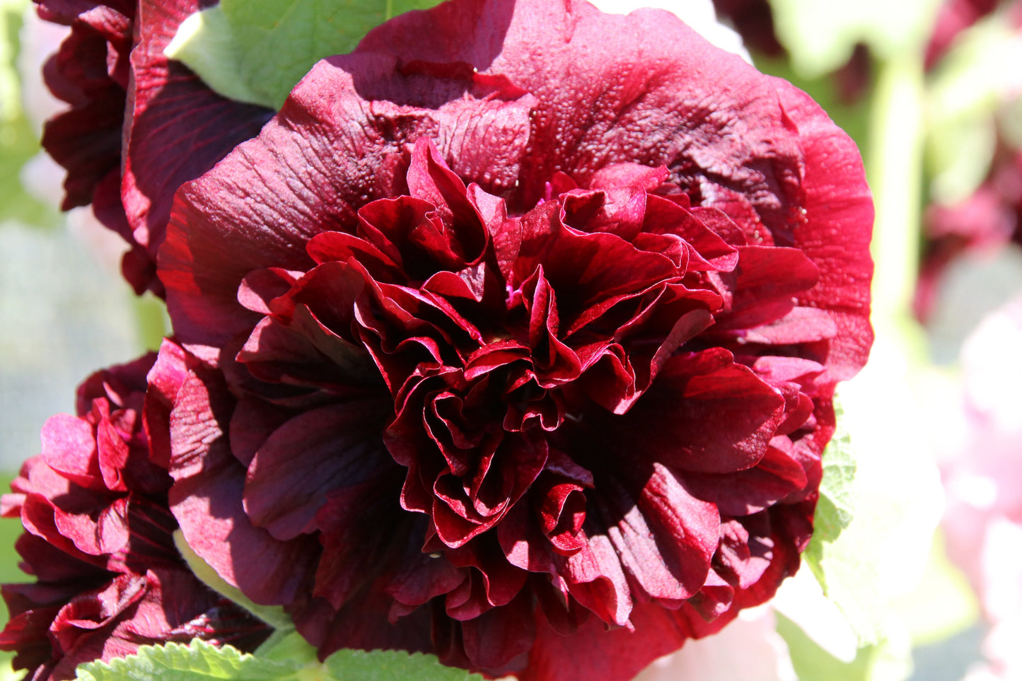 25 SCARLET DOUBLE Red HOLLYHOCK Alcea Rosea Flower Seeds Perennial