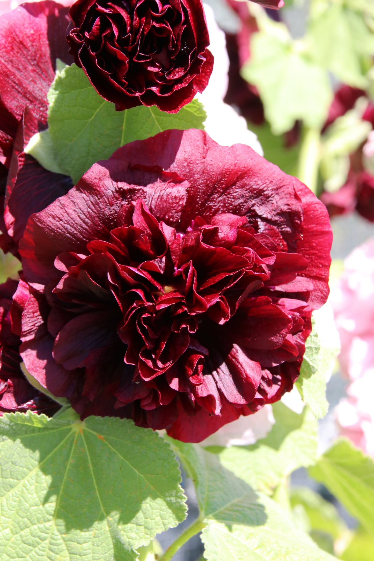 25 SCARLET DOUBLE Red HOLLYHOCK Alcea Rosea Flower Seeds Perennial