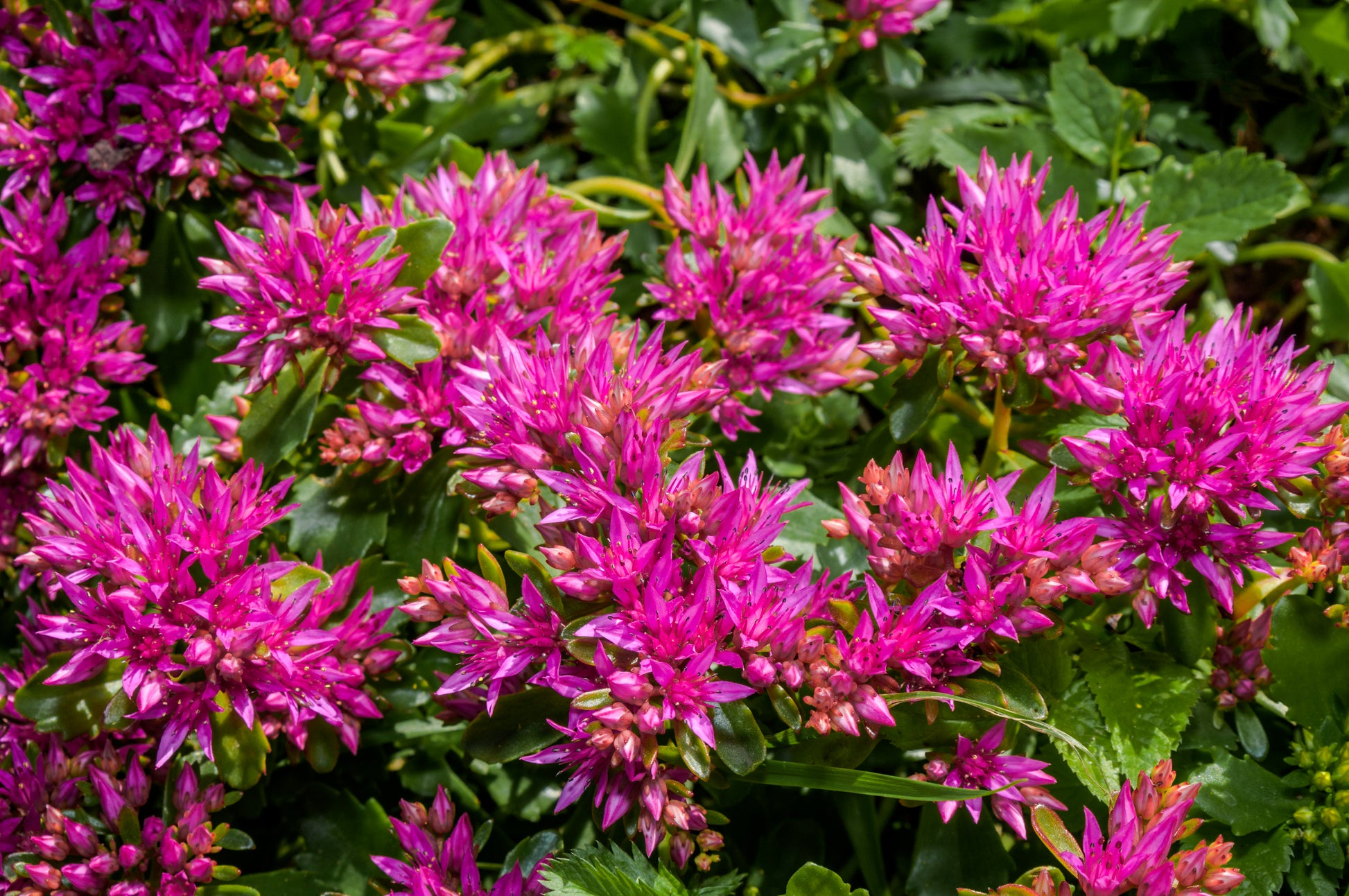 ground cover succulent with purple flowers 50 PURPLE CARPET SEDUM Spurium Coccineum Groundcover Flower Seeds – Seedville USA