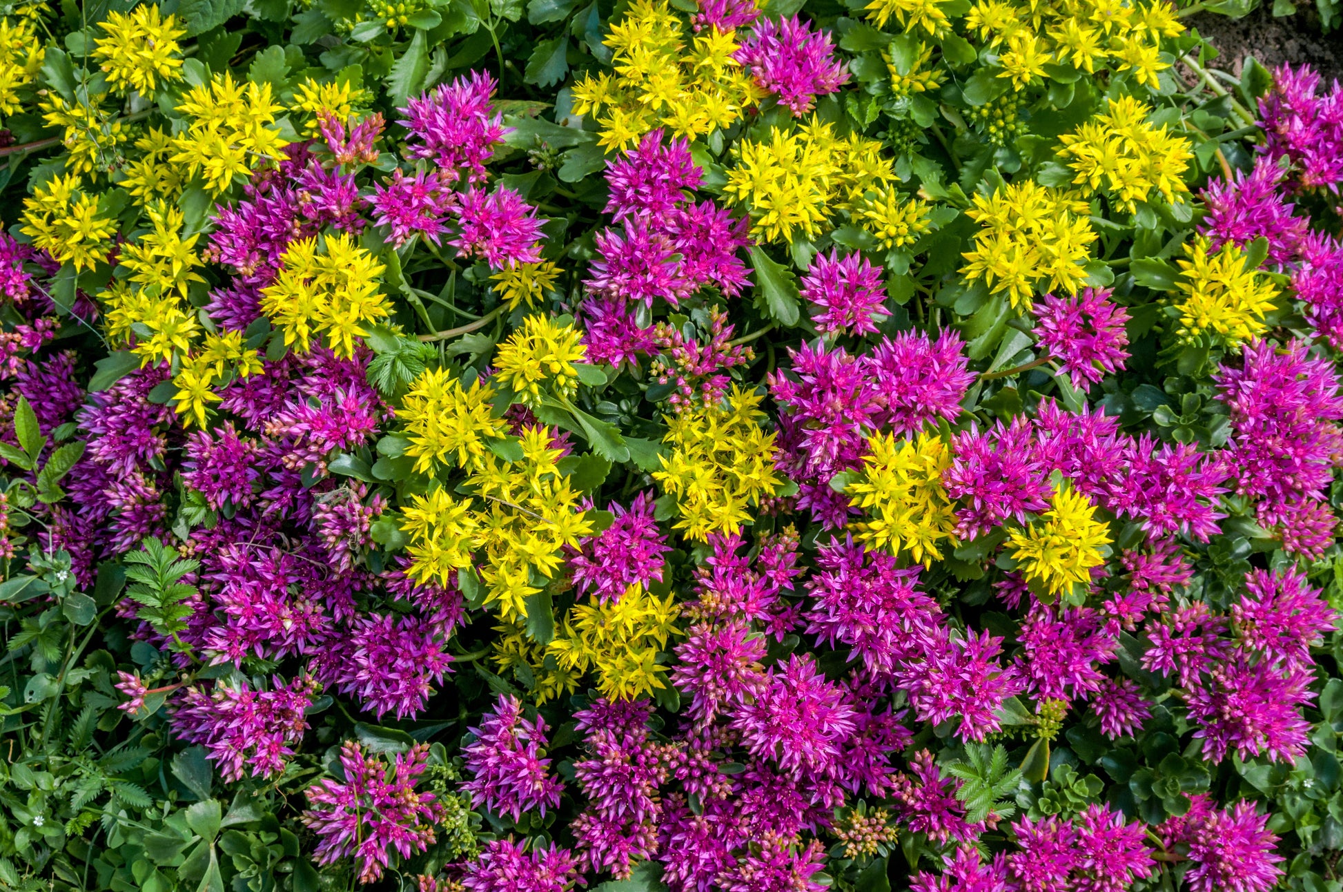 flower seeds ground cover 50 PURPLE CARPET SEDUM Spurium Coccineum Groundcover Flower Seeds – Seedville USA