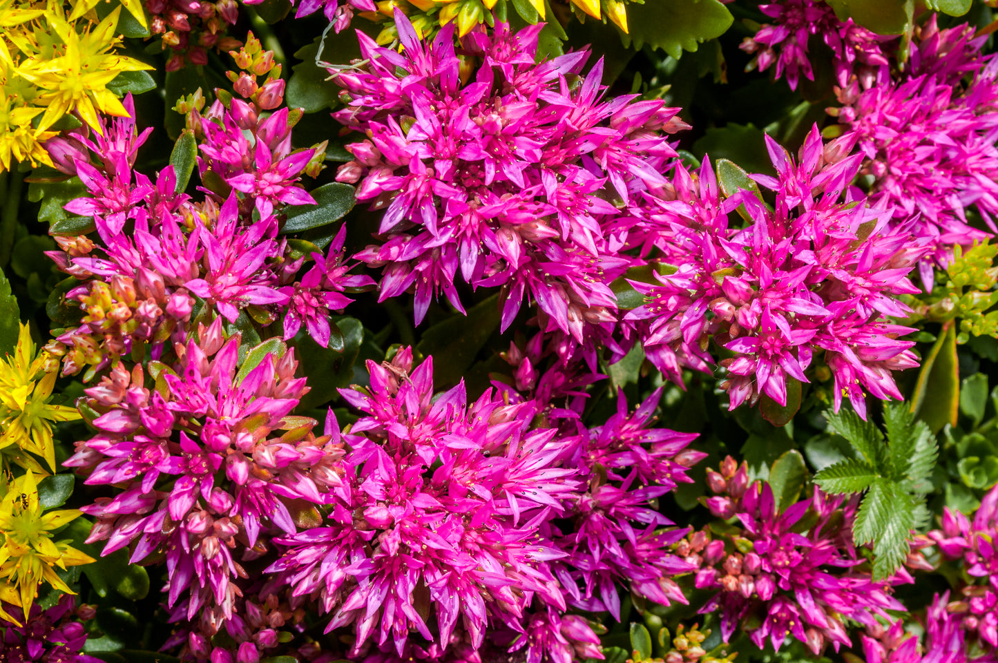 50 PURPLE CARPET SEDUM Spurium Coccineum Groundcover Flower Seeds