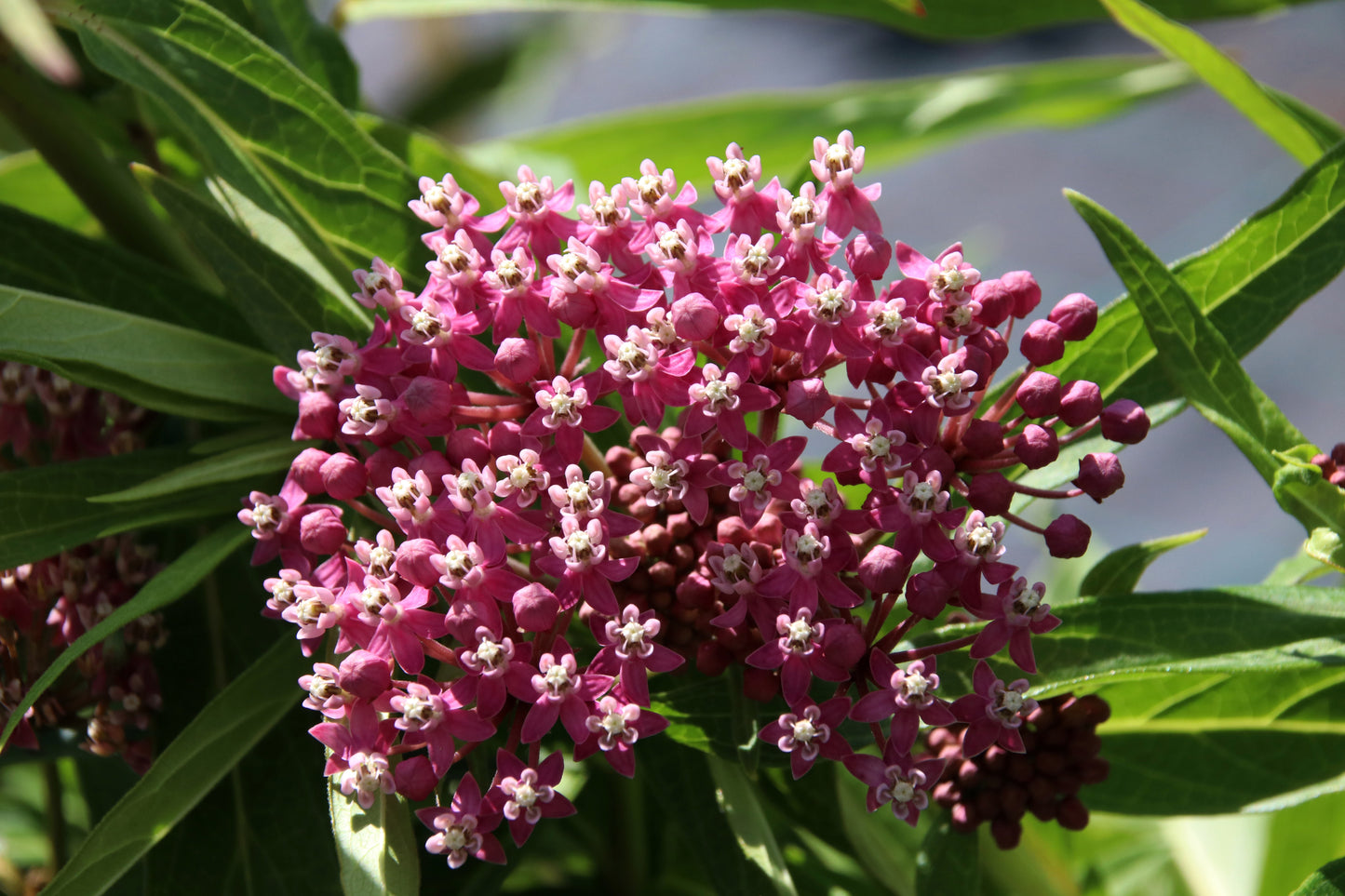 75 RED SWAMP MILKWEED Asclepias Incarnata Flower Seeds