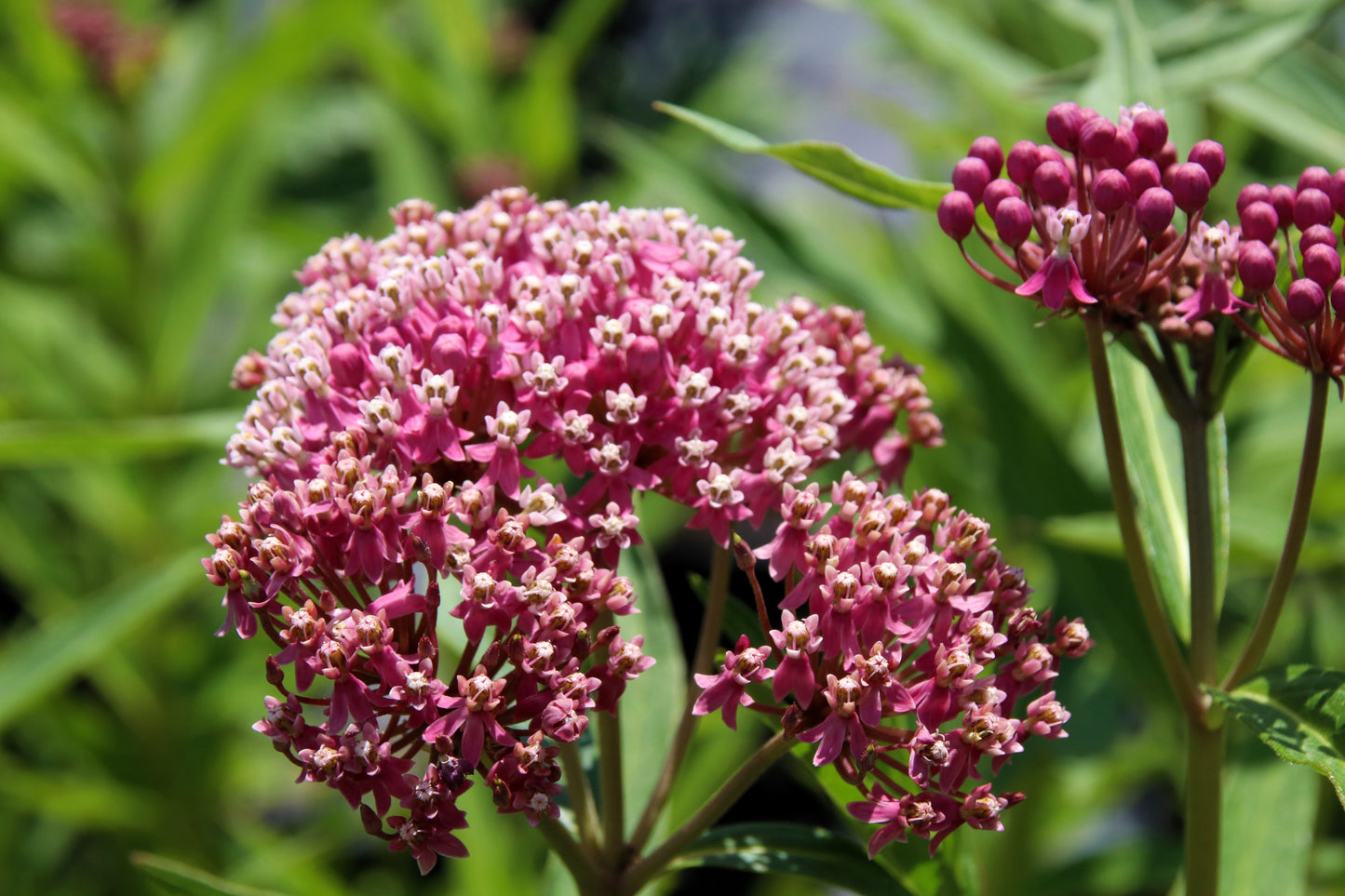 75 RED SWAMP MILKWEED Asclepias Incarnata Flower Seeds