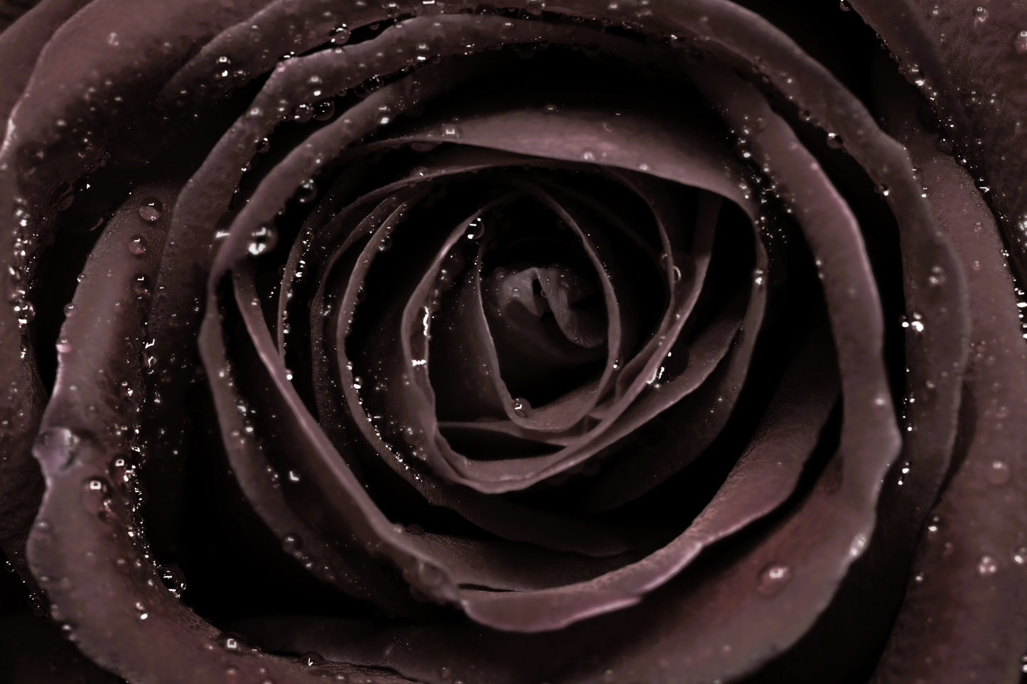 5 BLACK ROSE Rosa Bush Shrub Perennial Flower Seeds