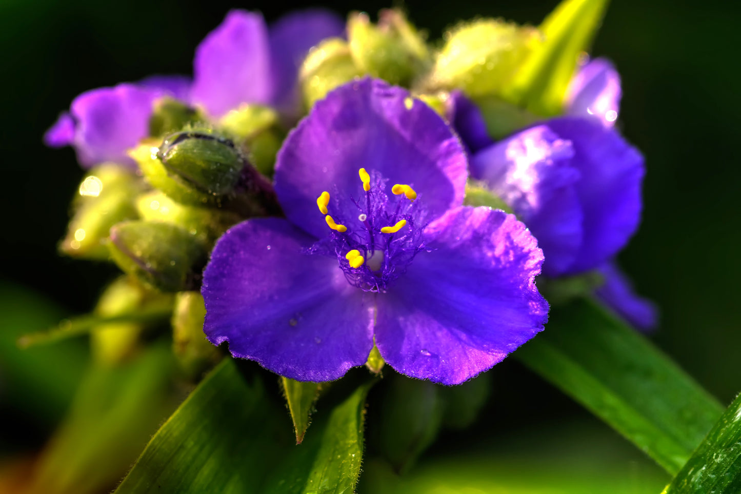 100 Purple OHIO SPIDERWORT (Widows Tears / Bluejacket) Tradescantia Ohiensis Flower Seeds