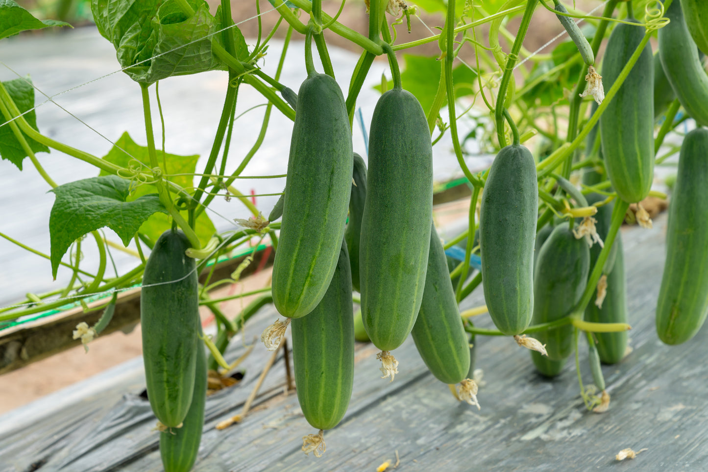 200 MARKETMORE 76 SLICING CUCUMBER Fruit Cucumis Sativus Seeds