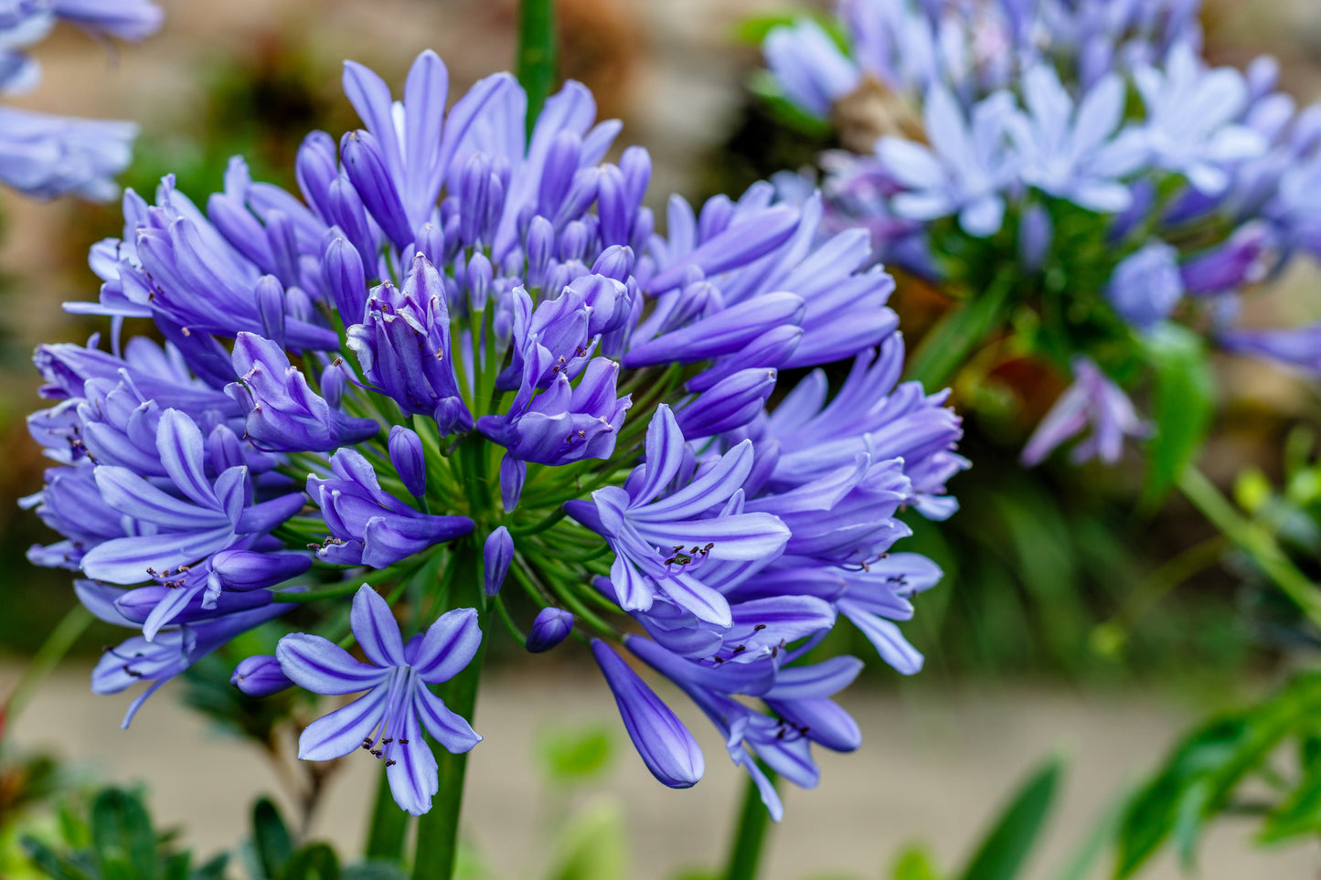 25 BLUE LILY of the NILE Agapanthus Orientalis African Lily Flower Seeds