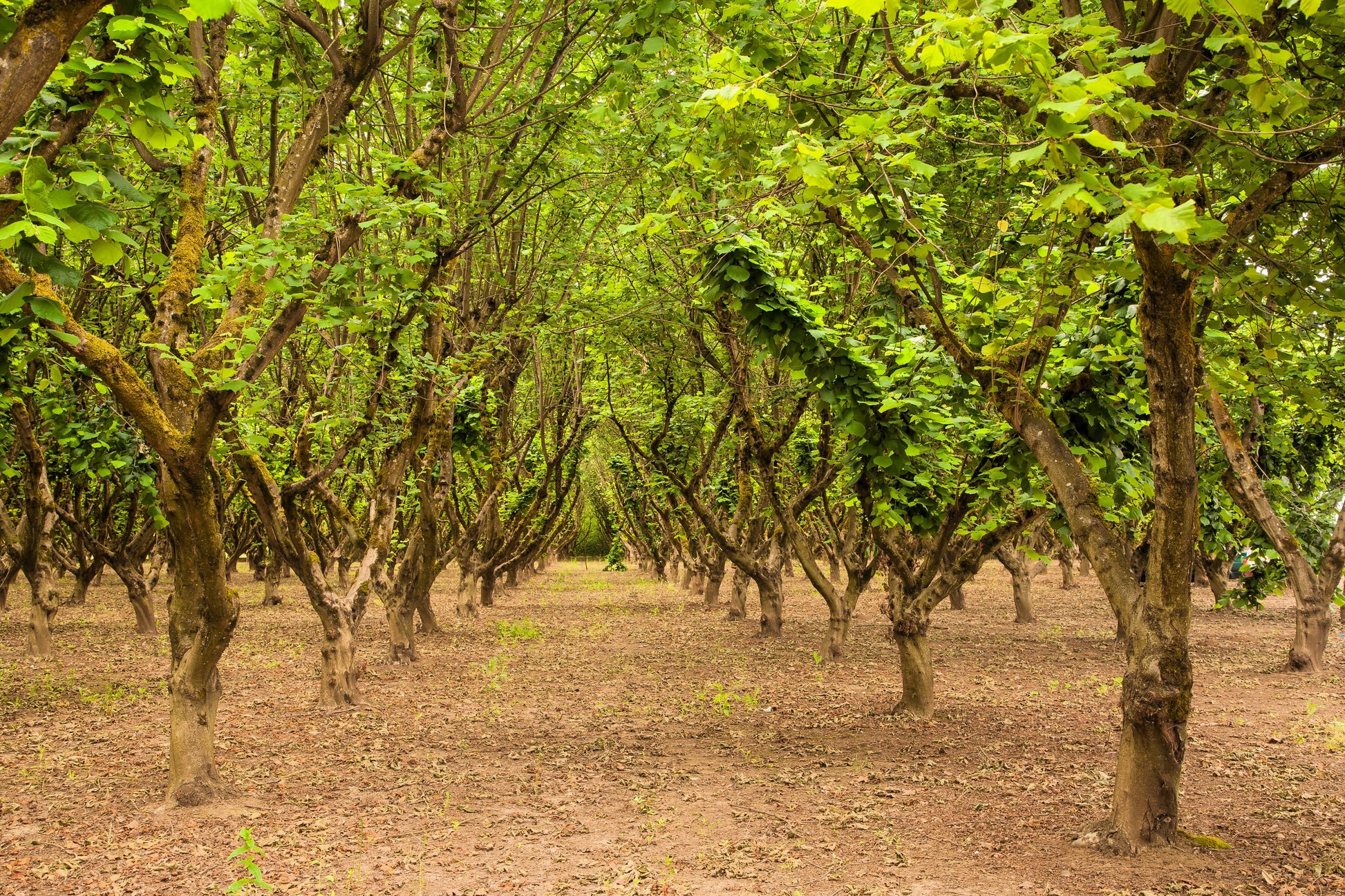 plant hazelnut tree from seed 5 AMERICAN HAZELNUT TREE aka Filbert Corylus Americana Fruit Nut Seeds