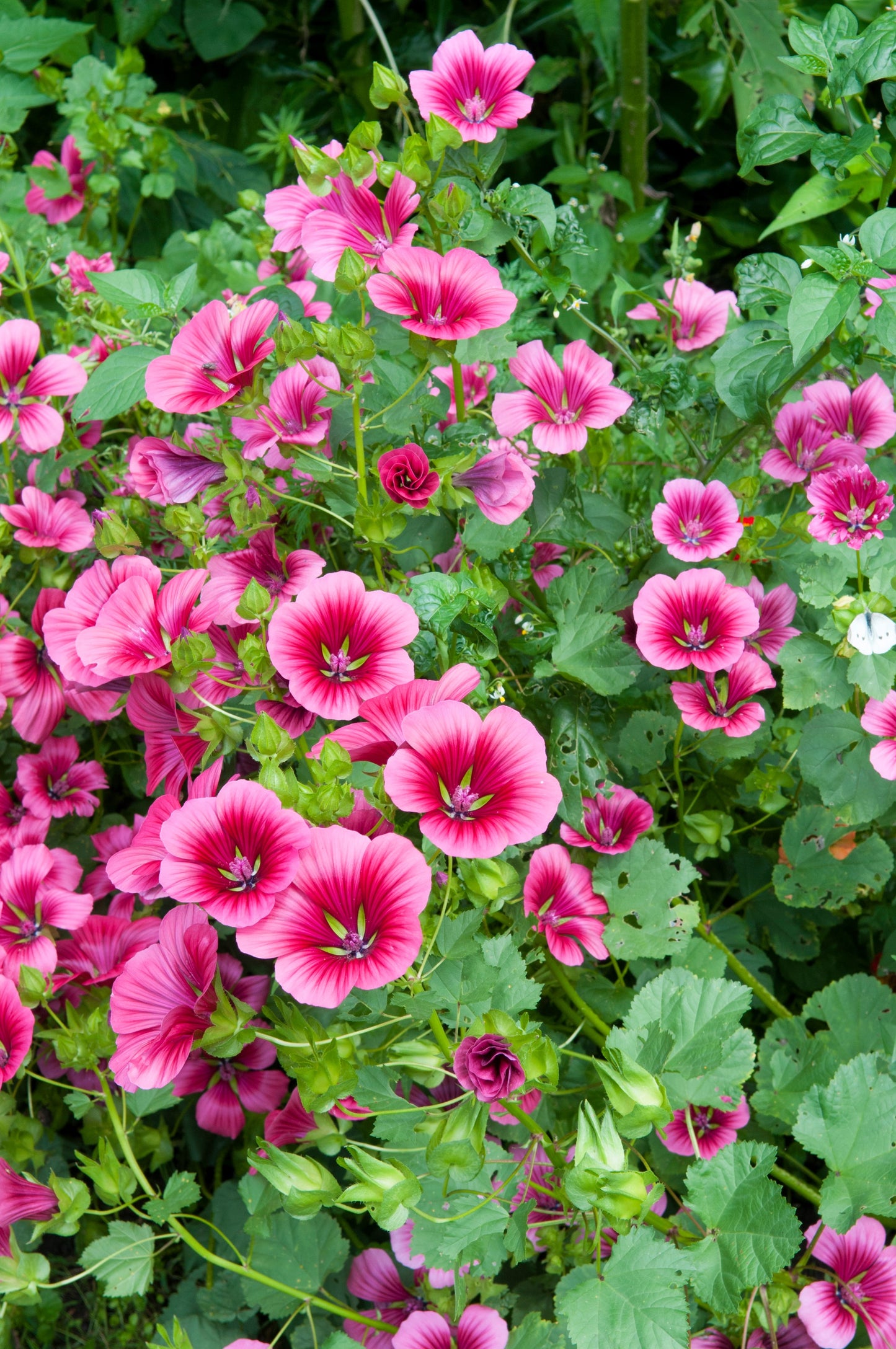 10 VULCAN MALOPE Trifida / Mallowwort / Mallow Flower Seeds
