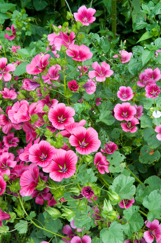 10 VULCAN MALOPE Trifida / Mallowwort / Mallow Flower Seeds