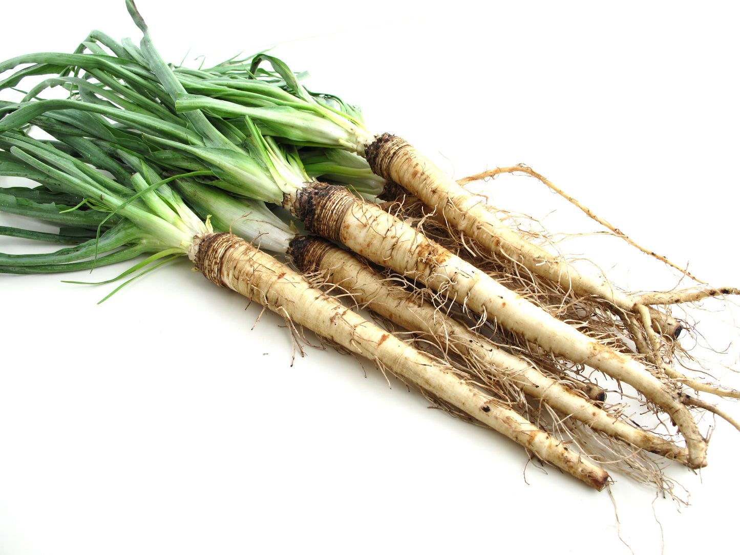 50 MAMMOTH Sandwich Island SALSIFY Tragopogon White Root Vegetable Oyster Flower Seeds