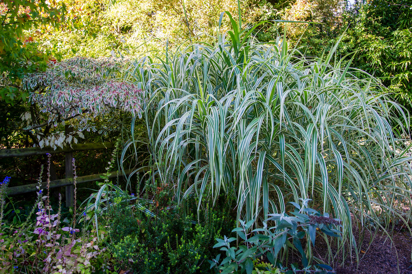 1000 Variegated RIBBON GRASS Reed Canary Phalaris Arundinacea Pink Flower Seeds