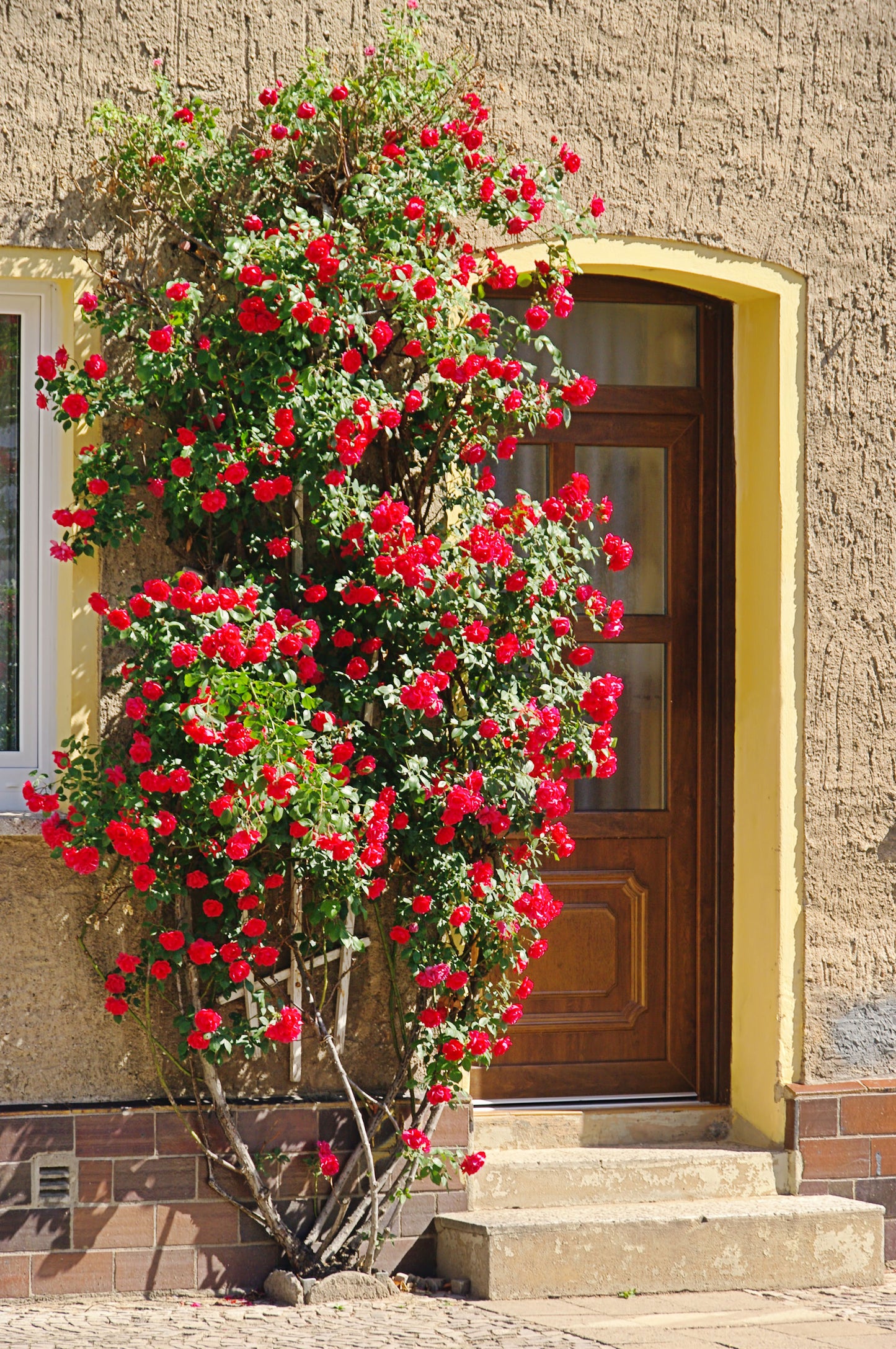 5 RED CLIMBING ROSE Rosa Bush Vine Climber Fragrant Butterfly Flower Seeds
