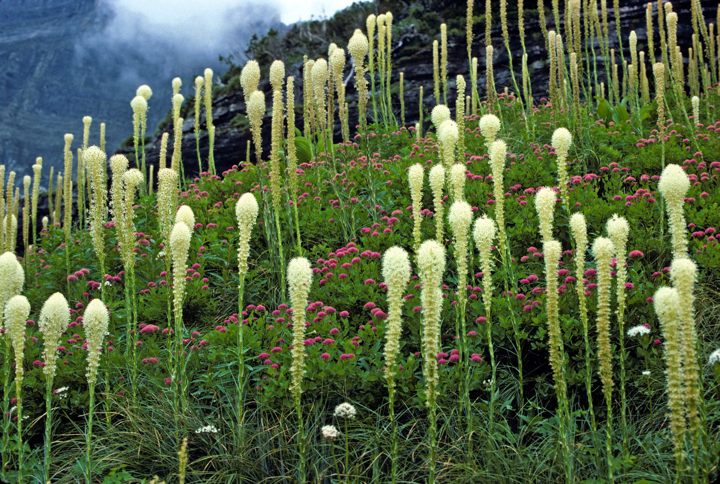 100 BEAR GRASS aka Bear LILY Beargrass Ornamental Xerophyllum Tenax Flower Seeds