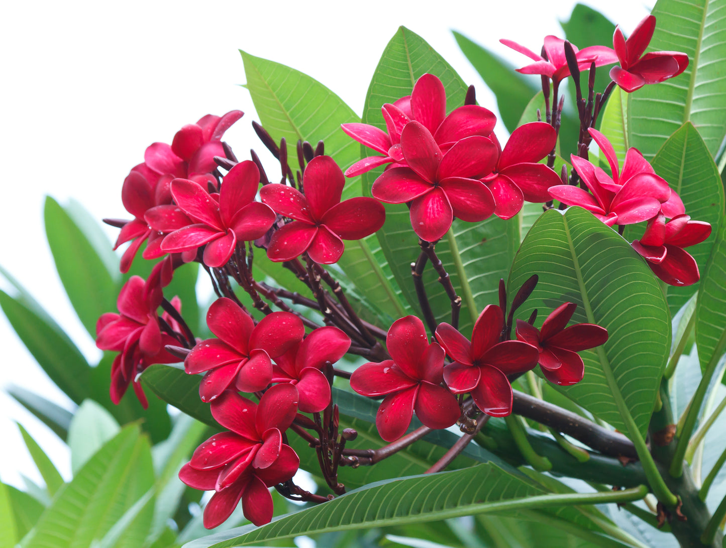 10 MIXED COLORS PLUMERIA Seeds - Lei Flower Frangipani Mix Fragrant Shrub Small Tree Pink Red Yellow White Peach Two Tone