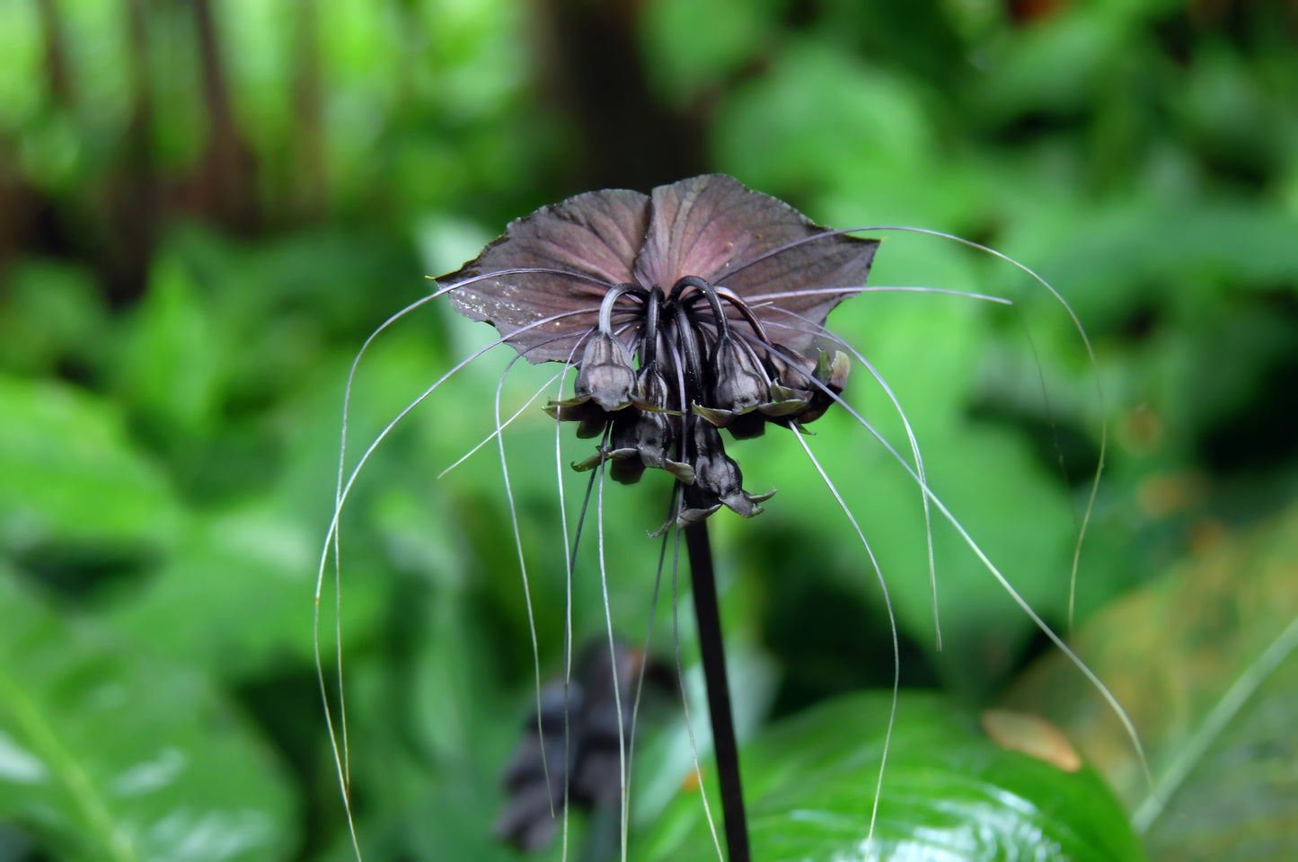 bat flower seeds 5 BLACK BAT FLOWER ( Cats Whiskers / Devil Flower ) Tacca Chantrieri F – Seedville USA