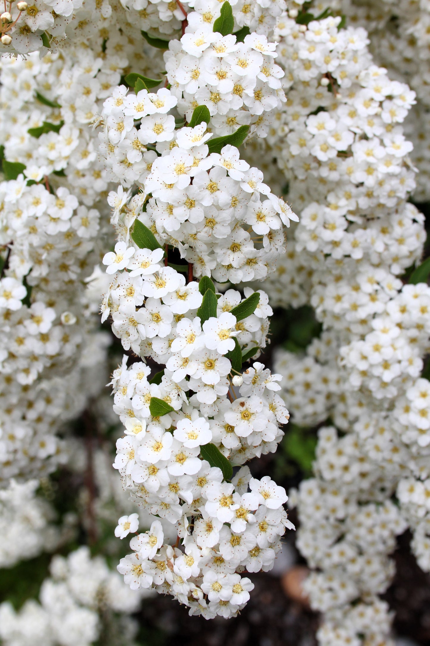 1000 WHITE YARROW Achillea Millefolium Flower Seeds