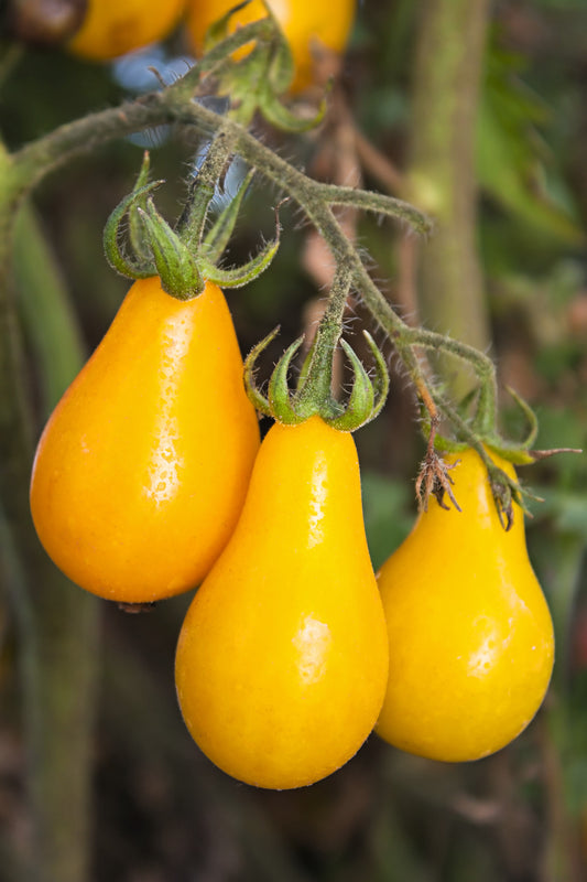 300 YELLOW PEAR TOMATO Lycopersicon Lycopersicum Fruit Vegetable Seeds