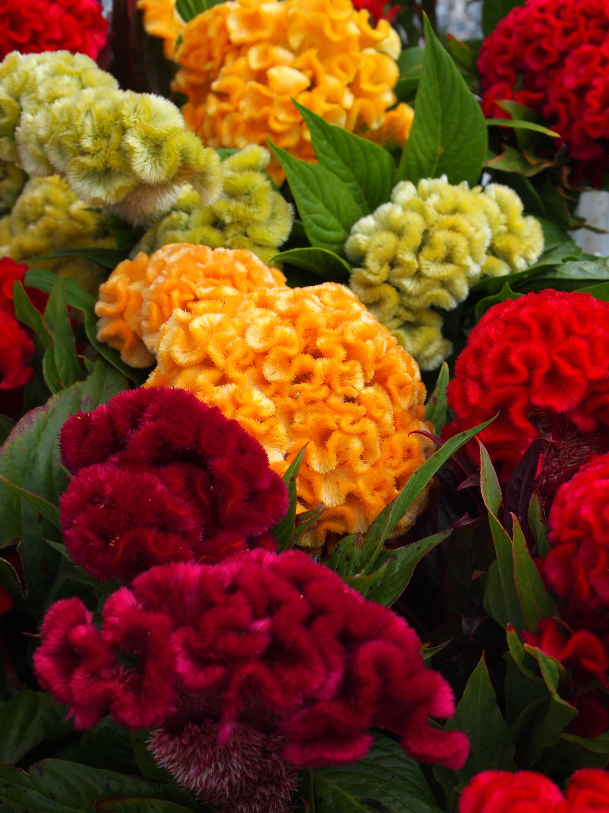 coral gardens mix cockscomb celosia flower jocad 100 seeds 100 CORAL GARDENS Mix CELOSIA Cockscomb Celosia Argentea Cristata Flower Seeds