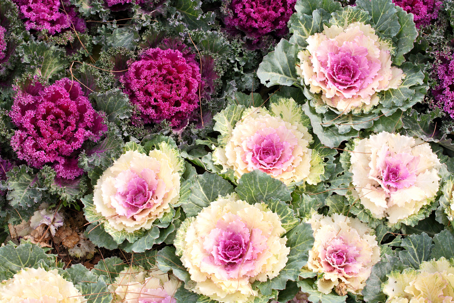 50 MIXED ORNAMENTAL CABBAGE Flowering Cabbage Brassica Oleracea Seeds