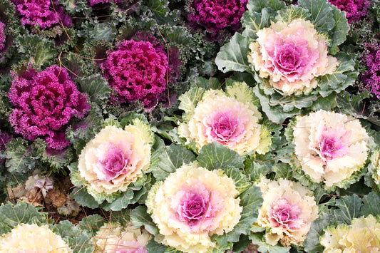 50 MIXED ORNAMENTAL CABBAGE Flowering Cabbage Brassica Oleracea Seeds