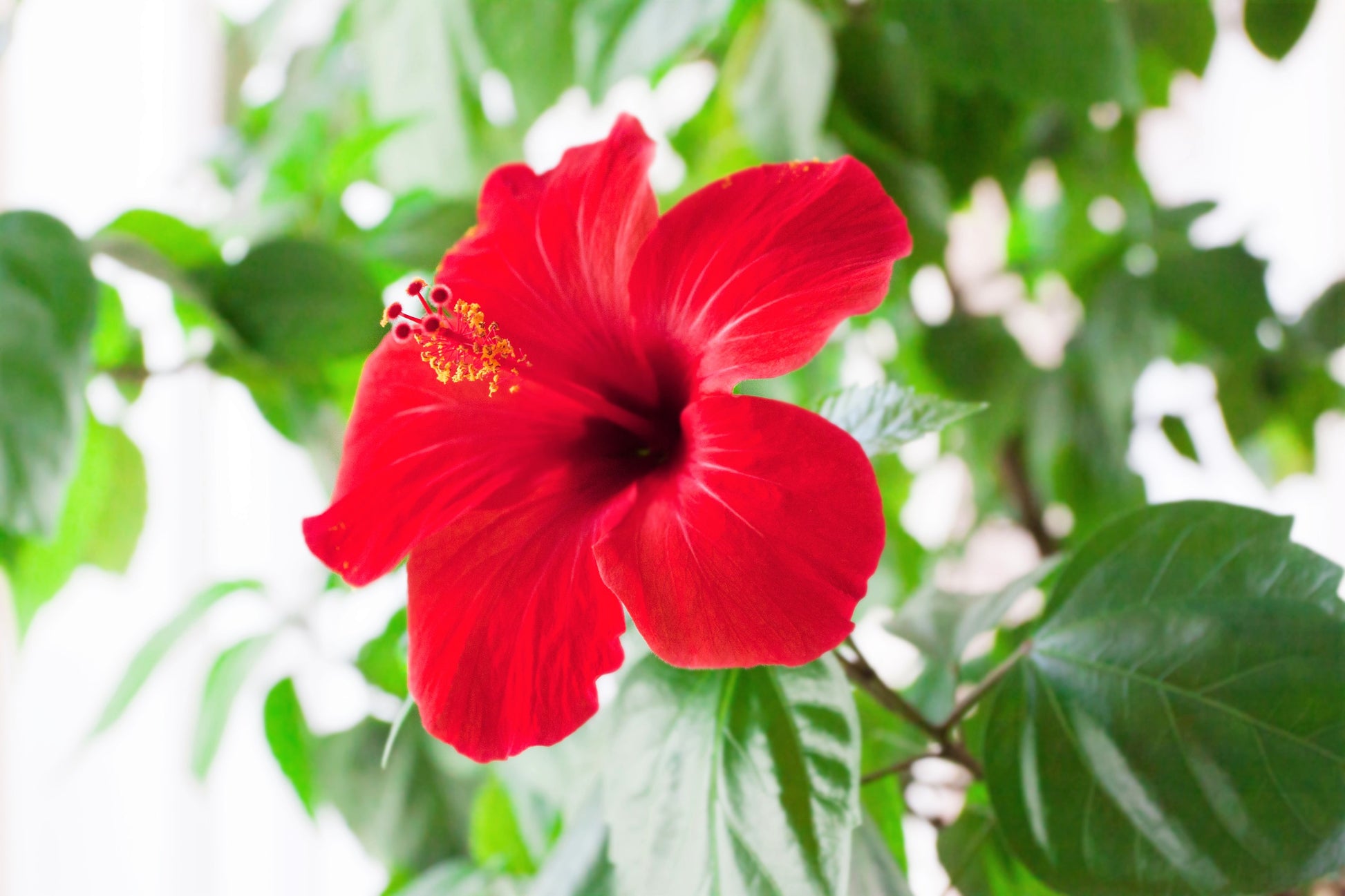 red hibiscus flower seeds 10 Luna RED HARDY HIBISCUS Hibiscus Moscheutos Balhibred Flower Seeds