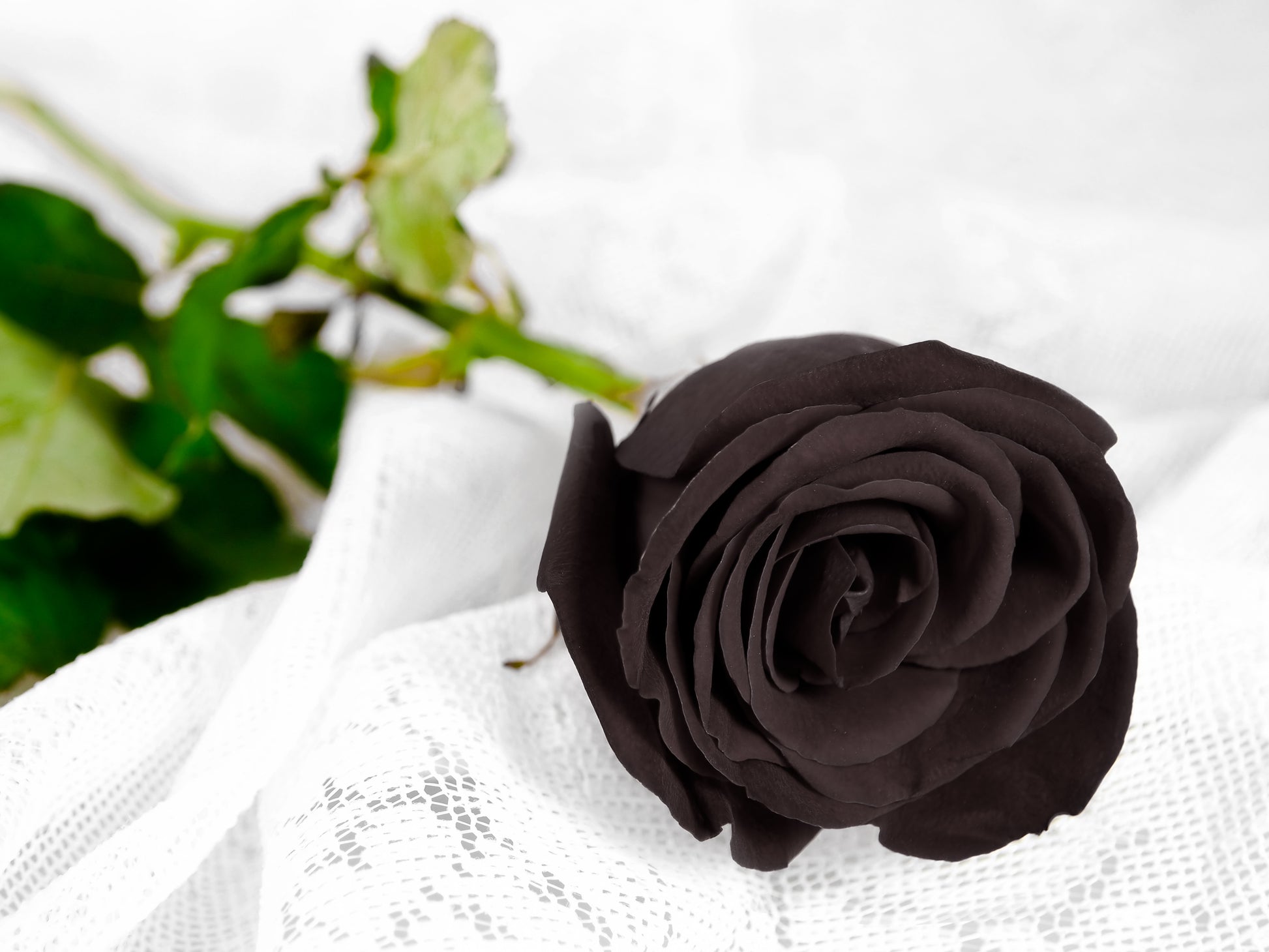 black rose seeds price 5 BLACK ROSE Rosa Bush Shrub Perennial Flower Seeds