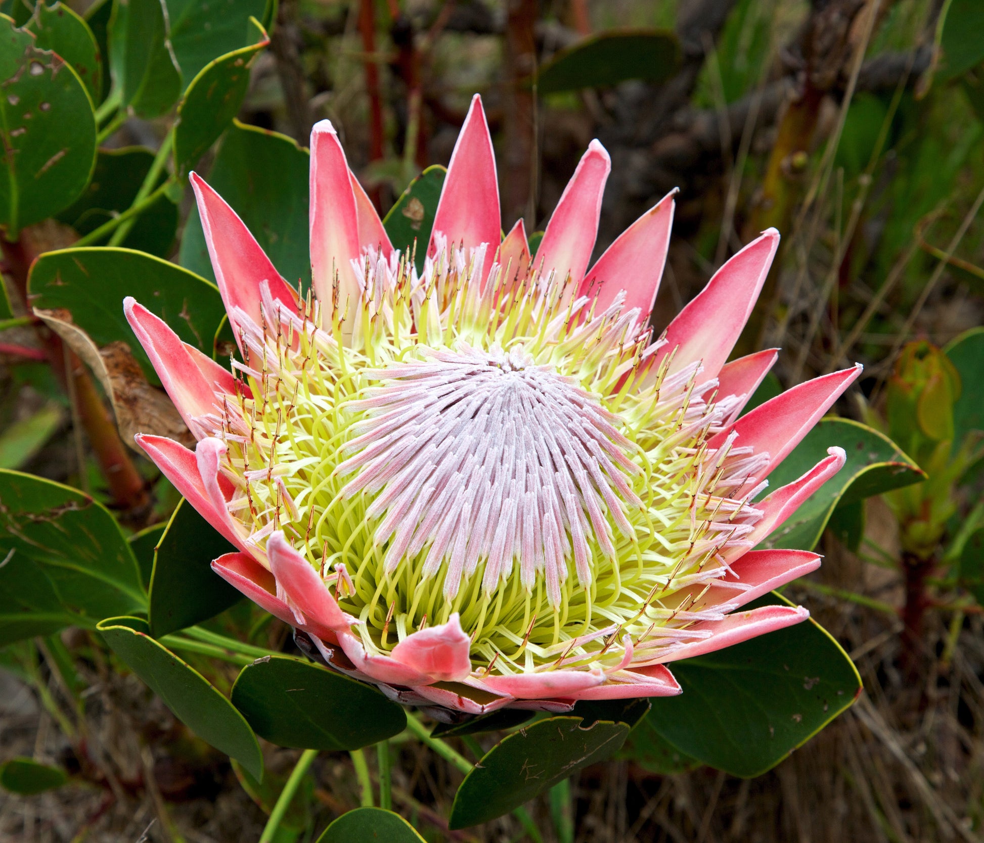 flower seeds south africa 5 Giant KING PROTEA Cynaroides Sugarbush Rare 12" Flower Seeds