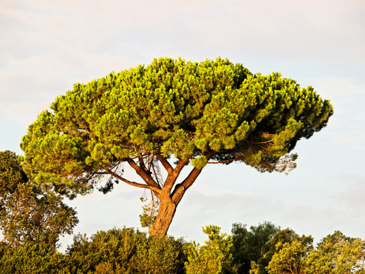 5 Pine Nut ITALIAN STONE PINE Pinus Pinea Umbrella Tree Seeds