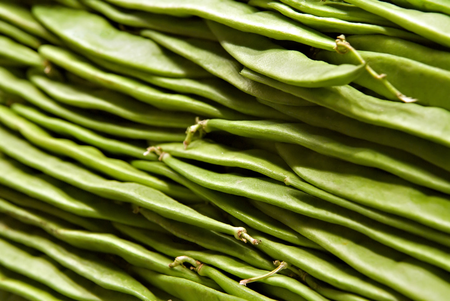 50 ROMA Italian GREEN BEAN Phaseolus Vulgaris Vegetable Seeds