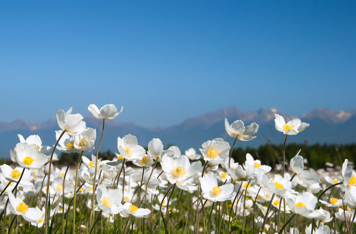 5 MADONNA ANEMONE Sylvestris White & Yellow Flower Seeds