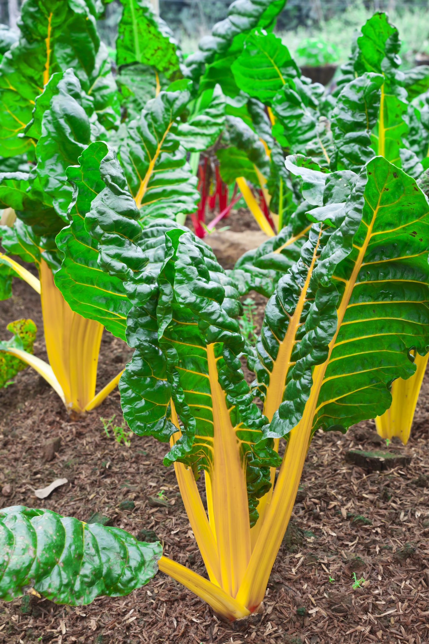 40 YELLOW CANARY SWISS CHARD Beta Vulgaris Perpetual Spinach Vegetable Seeds