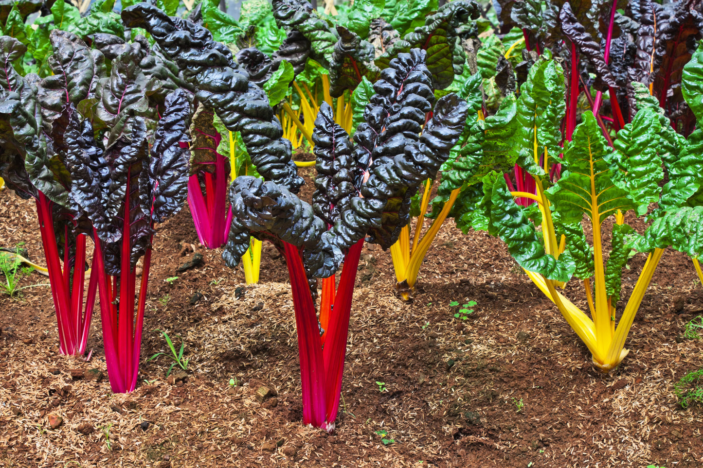 150 Mixed Colors NORTHERN LIGHTS  SWISS CHARD (Perpetual Spinach) Beta Vulgaris Cicla Vegetable Seeds